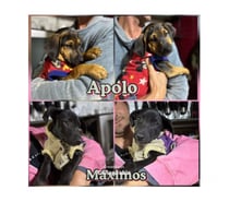 CACHORROS 2 a 3 meses, mezcla Black and Tan Coonhound