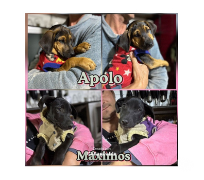 Adopción de Gatos Santiago Santiago - Fotos de CACHORROS 2 a 3 meses, mezcla Black and Tan Coonhound