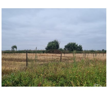 Parcelas en venta Chillán Viejo Ñuble - Fotos de Terreno 5.7 Ha Orilla Ruta 5 Sur. Chillán. Excelente Precio