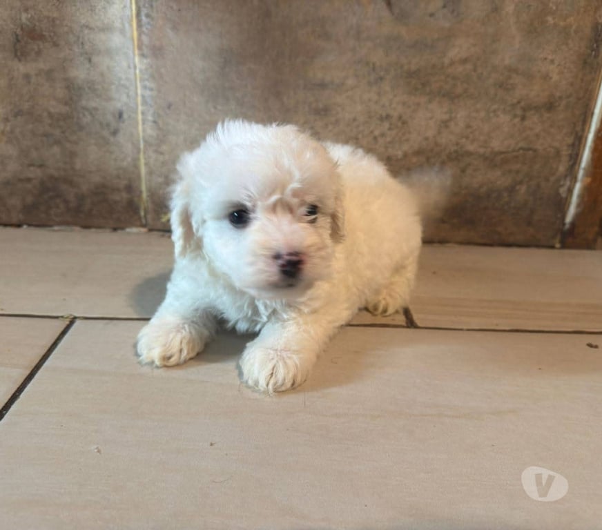 Gatos en Venta Concepción Concepción - Fotos de Poodle toy consulte