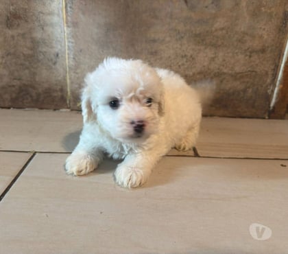 Mascotas en Venta Concepción Concepción - Fotos de Poodle toy consulte