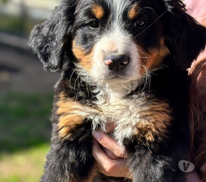 Perros en Venta Concepción Concepción - Fotos de Ulimos boyero de berna