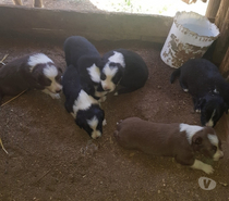 Cachorros border collie