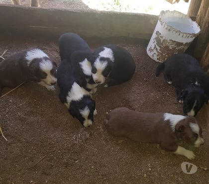 Venta de Mascotas Buin Maipo - Fotos de Cachorros border collie