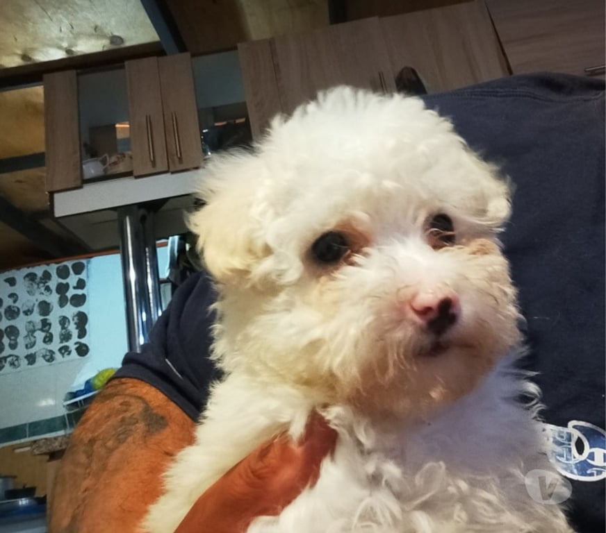 Gatos en Venta Santiago La Granja - Fotos de Lindos poodle maltes