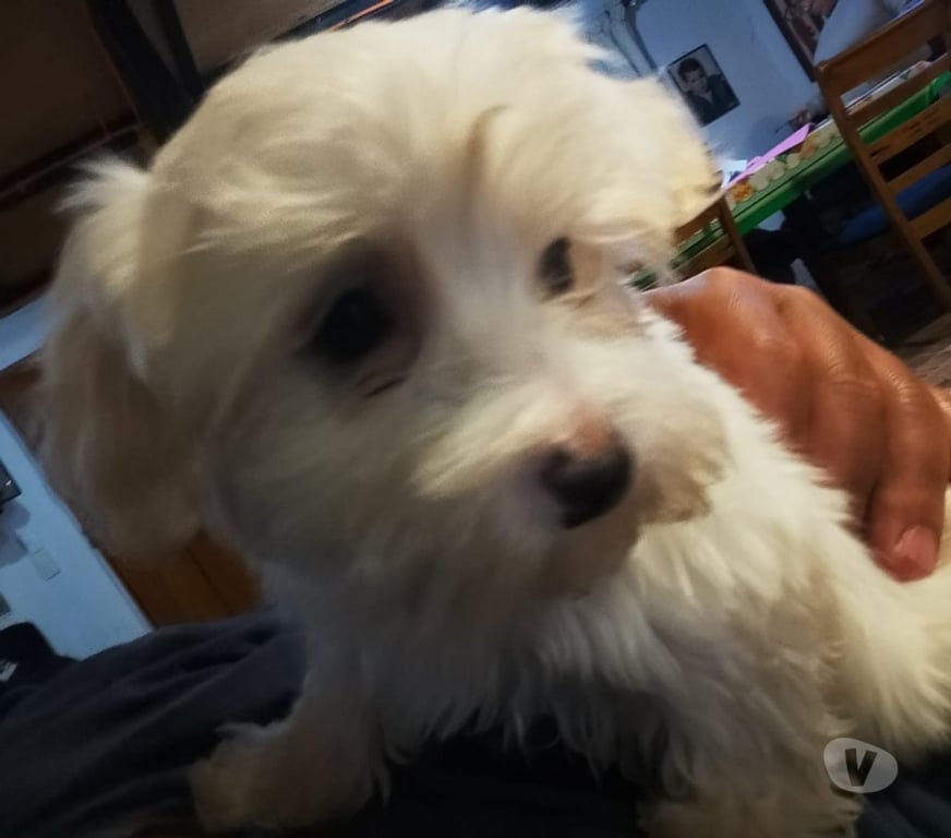 Gatos en Venta Santiago La Granja - Fotos de Lindos poodle maltes