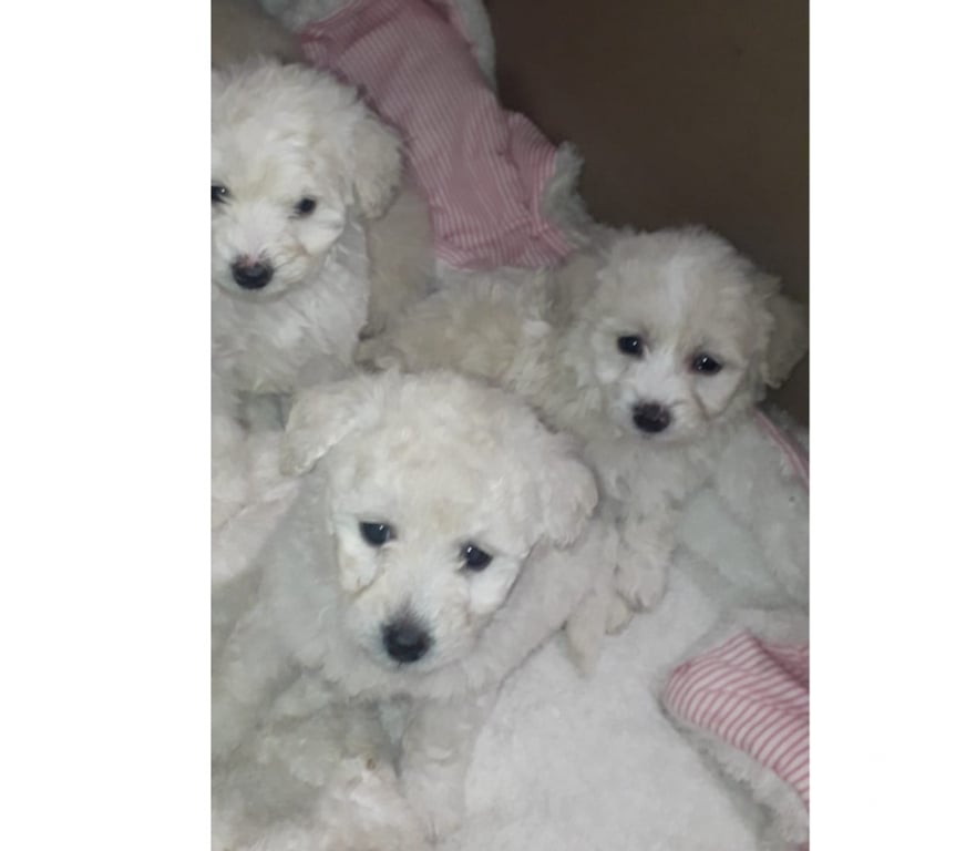 Gatos en Venta Santiago La Pintana - Fotos de Hola lindo poodle solo macho quedan disponibles