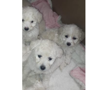 Mascotas en Venta La Pintana Santiago - Fotos de Hola lindo poodle solo macho quedan disponibles