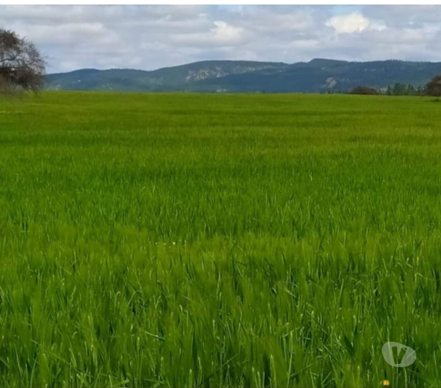 Venta de Haciendas Colchagua Lolol - Fotos de Lolol se vende campo de 47 a 80 hectáreas, ideal frutales.