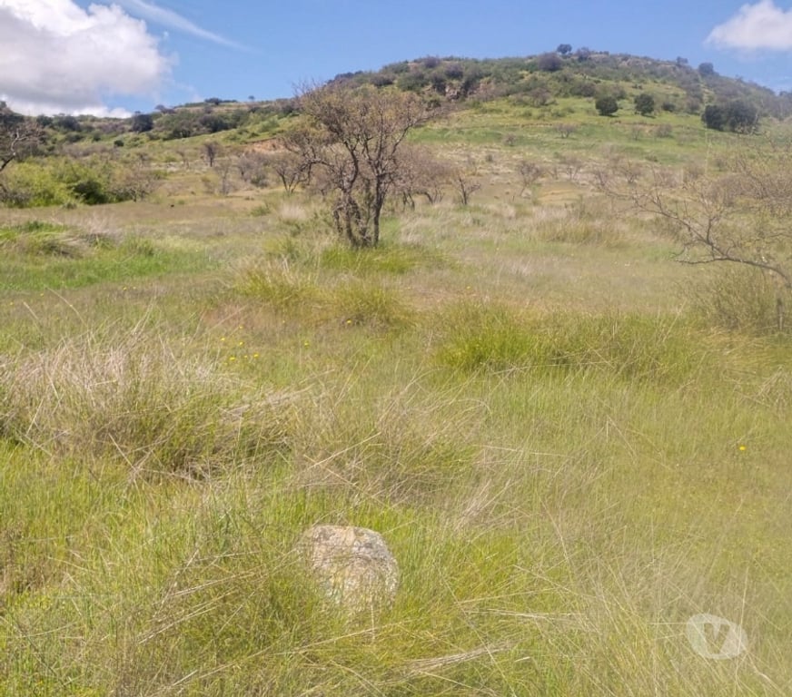 Parcelas en Venta Cardenal Caro Litueche - Fotos de PARCELA 5000MTS2 LITUECHE
