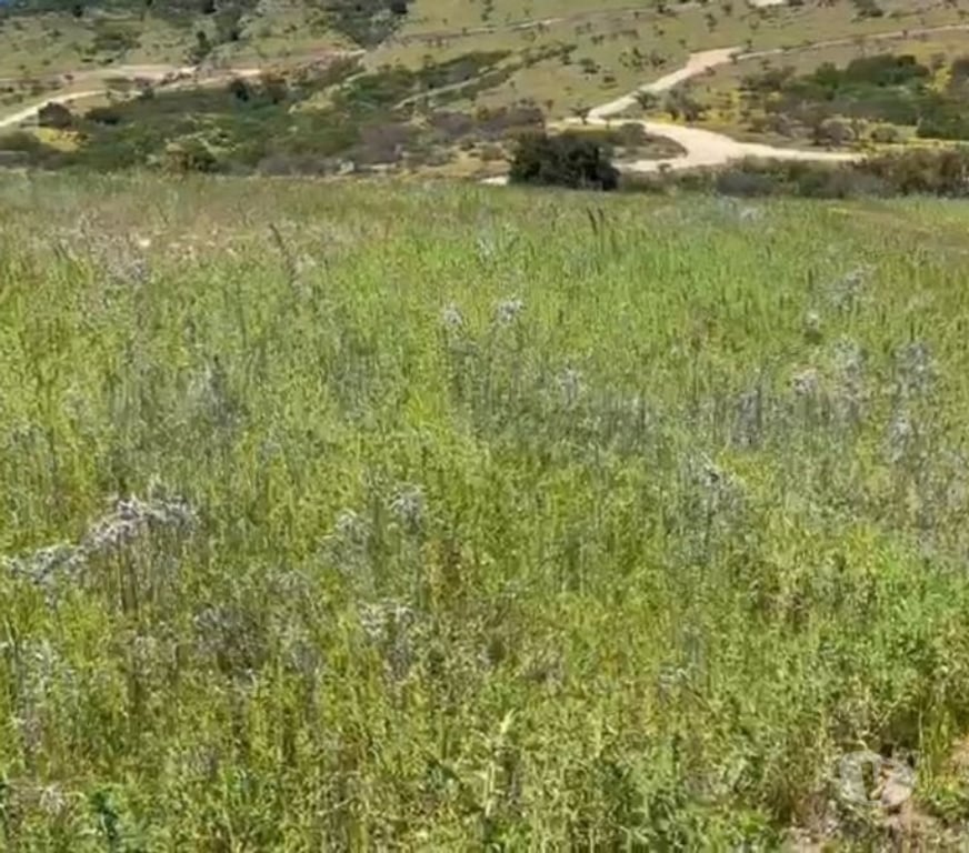 Parcelas en Venta Cardenal Caro Litueche - Fotos de PARCELA LOS BOLDOS DE LITUECHE