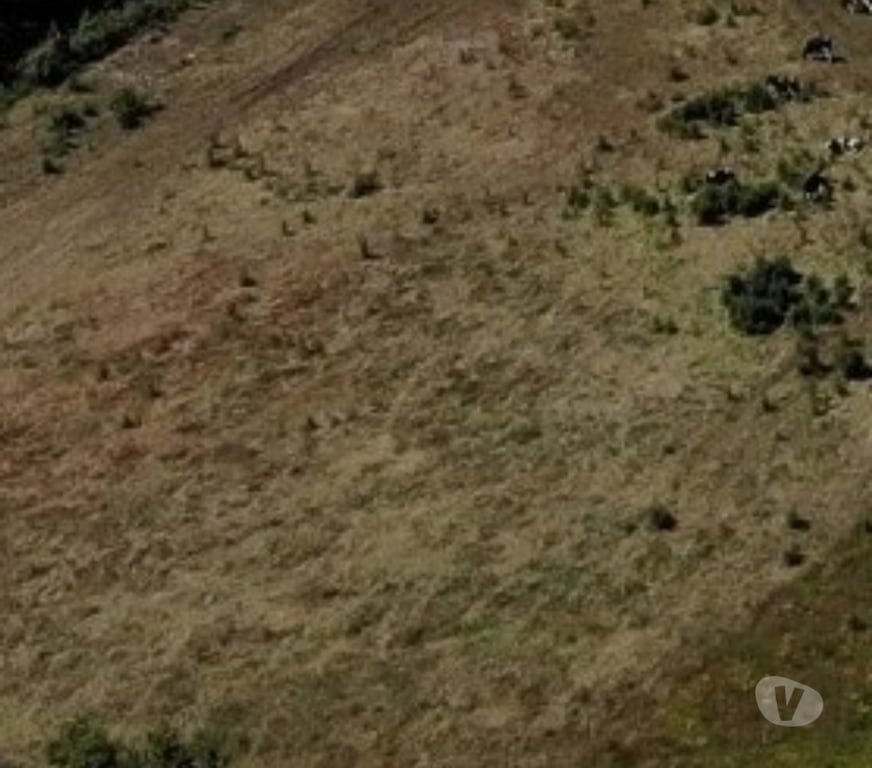 Parcelas en Venta Llanquihue Frutillar - Fotos de PARCELA 5000MTS2 FRUTILLAR