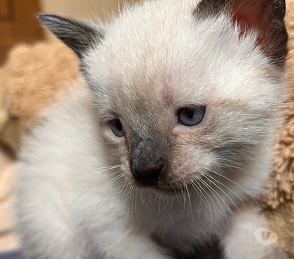 Mascotas en Chile Hualpén Concepción - Fotos de Gatos gatitos siames Hualpén Concepción 8va región VIII