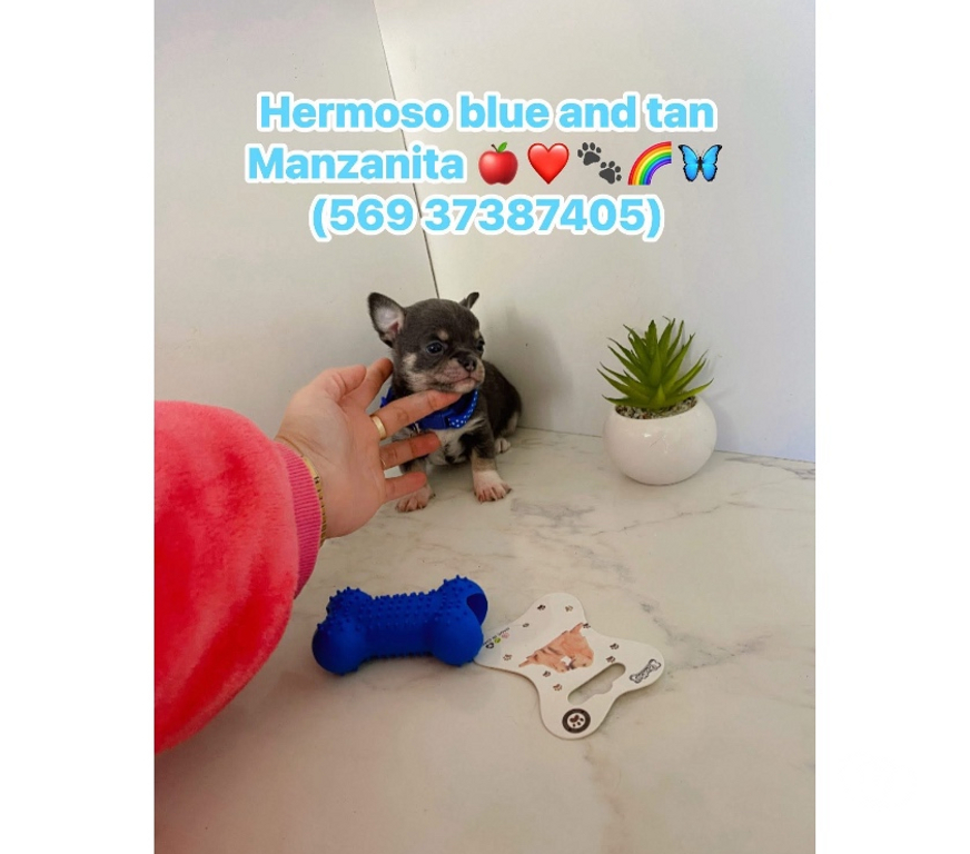 Gatos en Venta Santiago La Cisterna - Fotos de Hermos@s chihuahuas