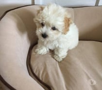 Poodle y maltés micro toy 140.000