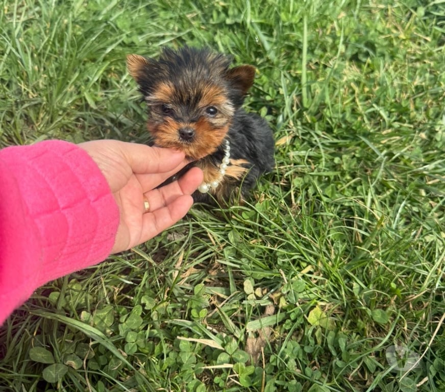 Gatos en Venta Talagante Peñaflor - Fotos de Hermosas yorkshire ultra pequeñas