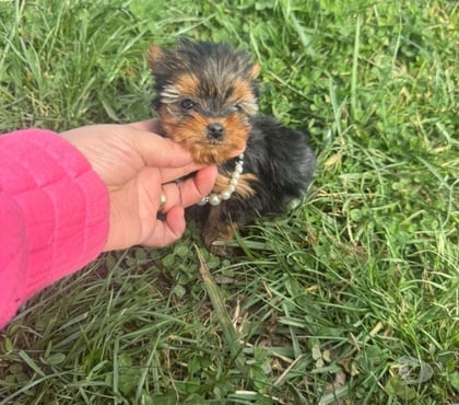 Gatos en Venta Peñaflor Talagante - Fotos de Hermosas yorkshire ultra pequeñas