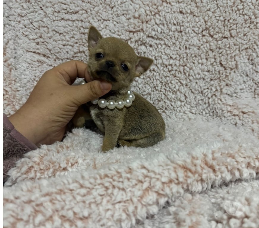 Gatos en Venta Talagante Peñaflor - Fotos de Hermosas chihuahuas linea rusa ultra pequeñas
