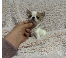 Hermosas chihuahuas linea rusa ultra pequeñas