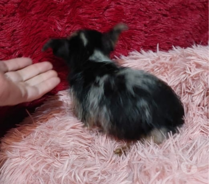 Gatos en Venta Valparaíso Quilpué - Fotos de Chihuahuas exóticos pequeñitos