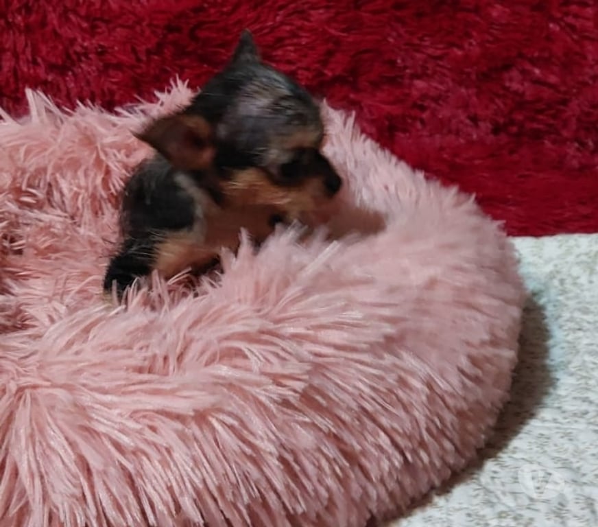 Gatos en Venta Valparaíso Quilpué - Fotos de Chihuahuas exóticos pequeñitos
