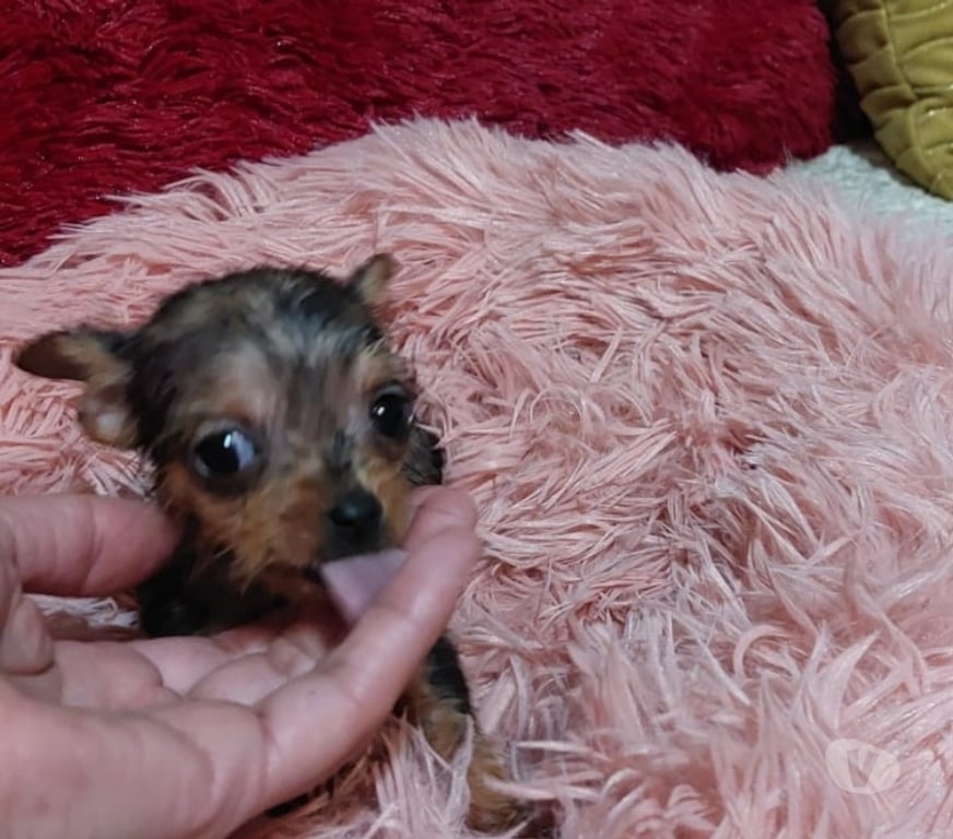 Gatos en Venta Valparaíso Quilpué - Fotos de Chihuahuas exóticos pequeñitos