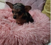 Chihuahuas exóticos pequeñitos