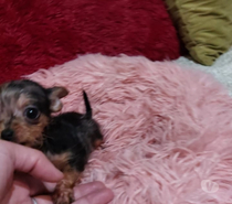 Chihuahuas exóticos pequeñitos