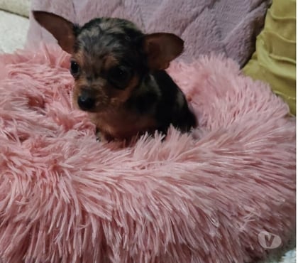 Mascotas en Venta Quilpué Valparaíso - Fotos de Chihuahuas exóticos pequeñitos
