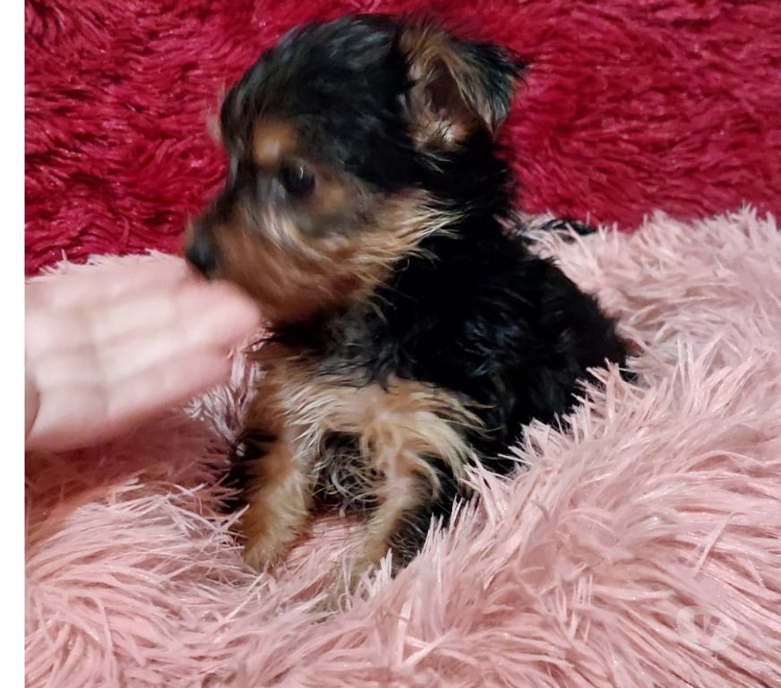 Gatos en Venta Quillota Limache - Fotos de Cachorritos yorkshire