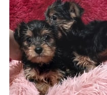Cachorritos yorkshire