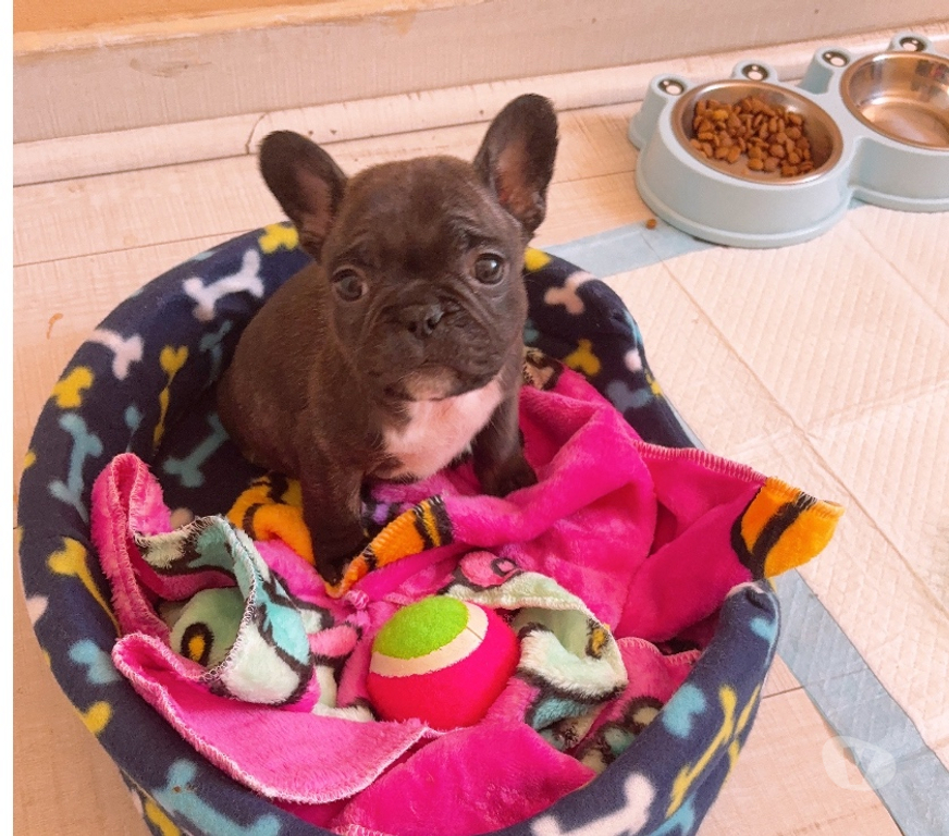 Gatos en Venta Santiago La Cisterna - Fotos de Cachorra bulldog francés $350.000