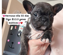 Cachorra bulldog francés $350.000