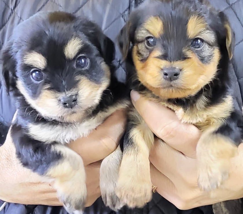 Gatos en Venta Ñuñoa Santiago - Fotos de yorkshire terrier HEMBRA