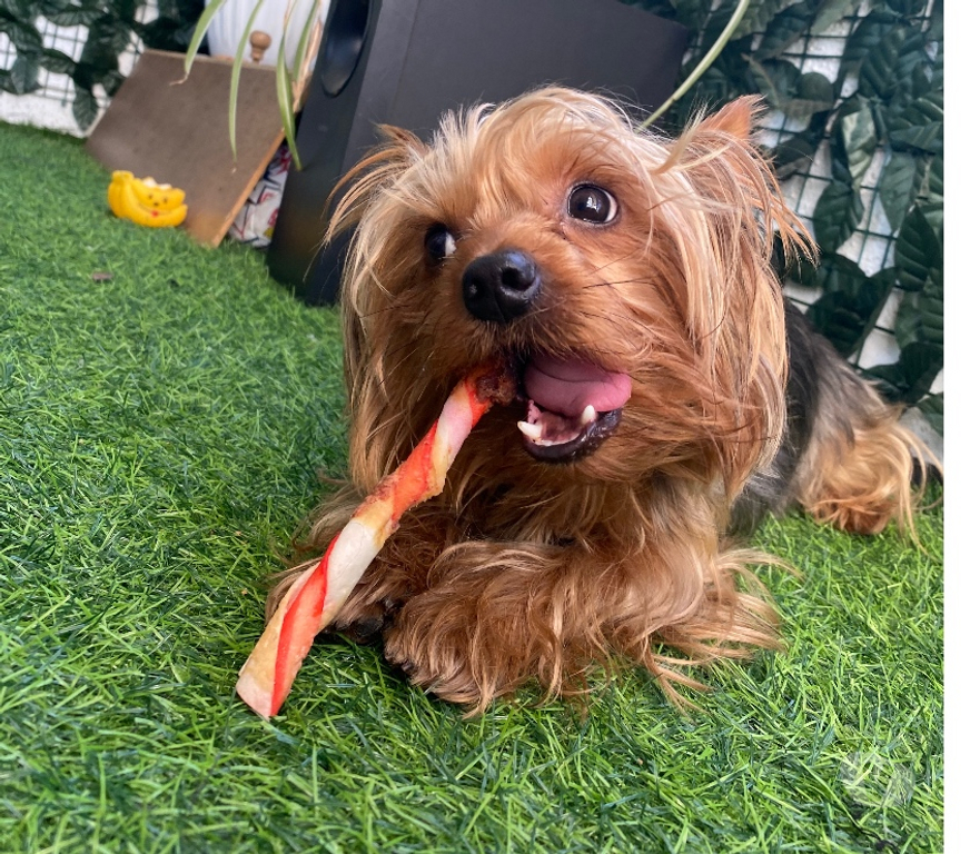 Gatos en Venta Santiago Ñuñoa - Fotos de yorkshire terrier HEMBRA