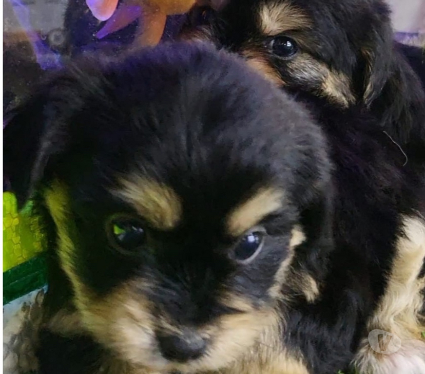 Gatos en Venta Santiago Ñuñoa - Fotos de yorkshire terrier HEMBRA