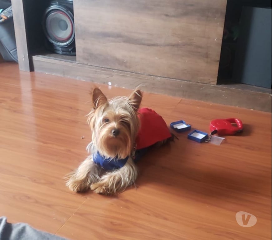 Gatos en Venta Santiago Ñuñoa - Fotos de yorkshire terrier HEMBRA