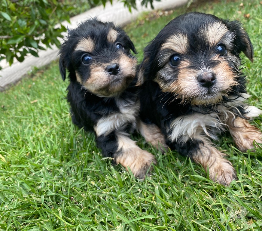 Gatos en Venta Santiago Ñuñoa - Fotos de yorkshire terrier HEMBRA
