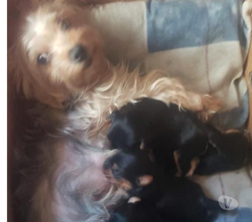Gatos en Venta Santiago Ñuñoa - Fotos de yorkshire terrier HEMBRA
