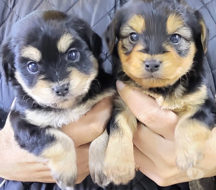 Gatos en Venta Santiago Ñuñoa - Fotos de yorkshire terrier HEMBRA